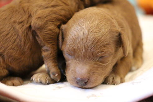 成約済の愛知県のトイプードル-65663の21枚目