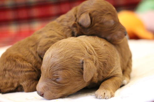 成約済の愛知県のトイプードル-65663の20枚目