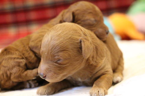 成約済の愛知県のトイプードル-65663の19枚目