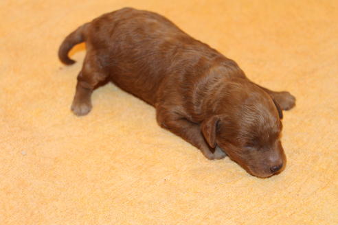 成約済の愛知県のトイプードル-65663の18枚目