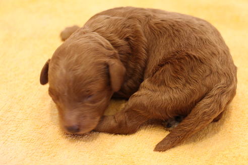 成約済の愛知県のトイプードル-65663の17枚目