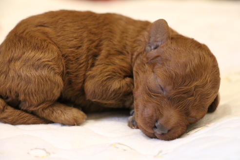 成約済の愛知県のトイプードル-65664の12枚目