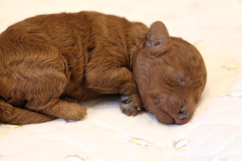 成約済の愛知県のトイプードル-65664の11枚目