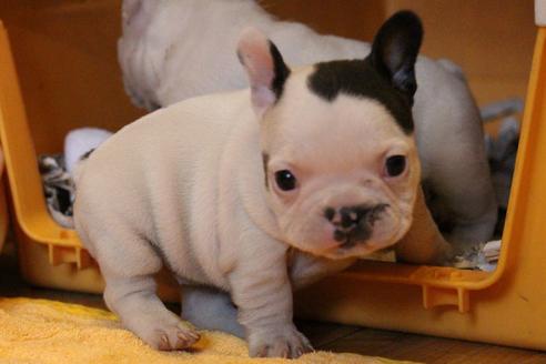 成約済の愛知県のフレンチブルドッグ-63625の7枚目