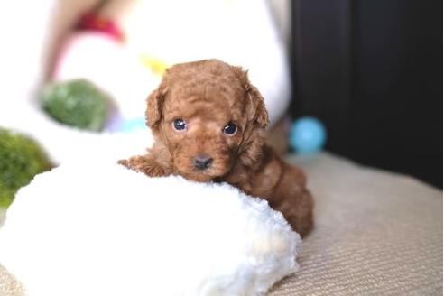 成約済の滋賀県のトイプードル-65674