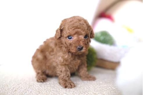 成約済の滋賀県のトイプードル-65674の3枚目