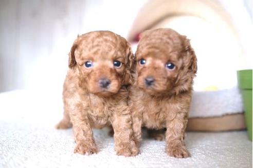 成約済の滋賀県のトイプードル-65674の2枚目