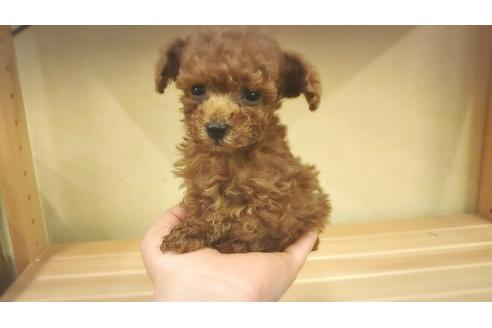 成約済の静岡県のティーカッププードル-65691