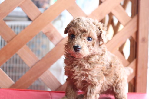 成約済の京都府のトイプードル-65697の1枚目