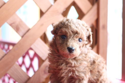 成約済の京都府のトイプードル-65697の3枚目