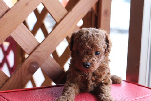 成約済の京都府のトイプードル-65698の1枚目