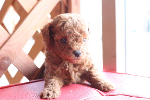 成約済の京都府のトイプードル-65698の3枚目