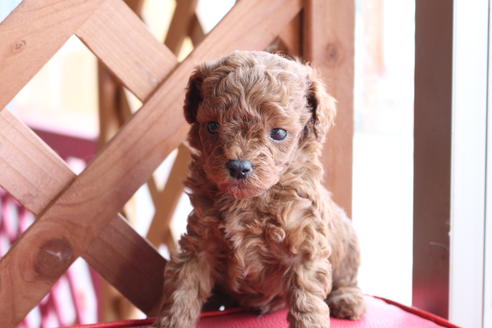 成約済の京都府のトイプードル-65698の2枚目