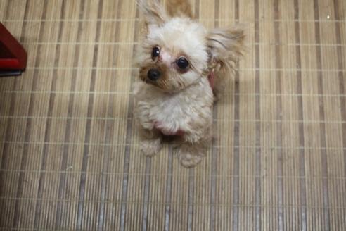 成約済の奈良県のトイプードル-58116の10枚目