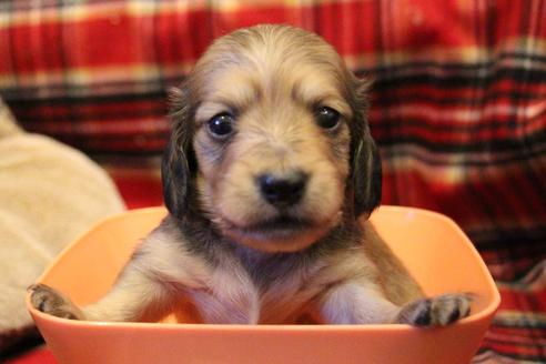 成約済の愛知県のカニンヘンダックスフンド(ロングヘアード)-64841の13枚目