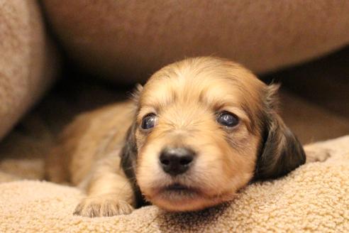 成約済の愛知県のカニンヘンダックスフンド(ロングヘアード)-64841の12枚目