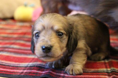 成約済の愛知県のカニンヘンダックスフンド(ロングヘアード)-64841の11枚目