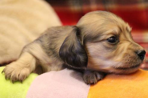 成約済の愛知県のカニンヘンダックスフンド(ロングヘアード)-64841の10枚目