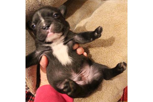 成約済の愛知県のフレンチブルドッグ-64547の22枚目