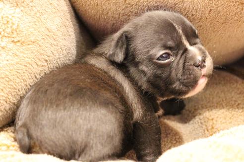 成約済の愛知県のフレンチブルドッグ-64547の21枚目