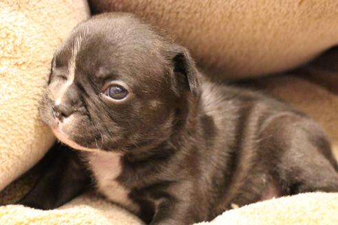 成約済の愛知県のフレンチブルドッグ-64547の20枚目