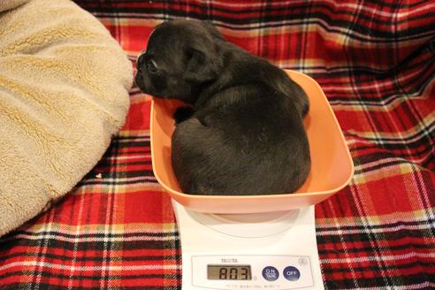 成約済の愛知県のフレンチブルドッグ-64547の19枚目