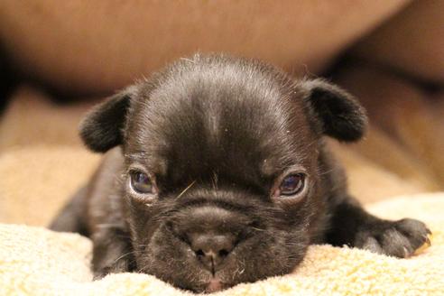 成約済の愛知県のフレンチブルドッグ-64548の18枚目