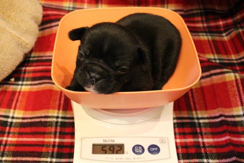 成約済の愛知県のフレンチブルドッグ-64548の17枚目