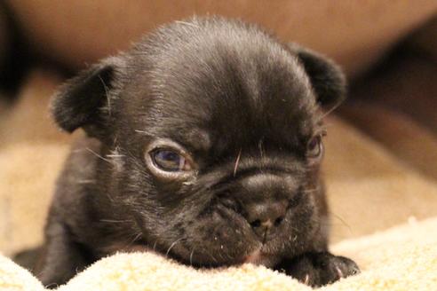 成約済の愛知県のフレンチブルドッグ-64548の16枚目