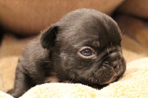 成約済の愛知県のフレンチブルドッグ-64548の15枚目