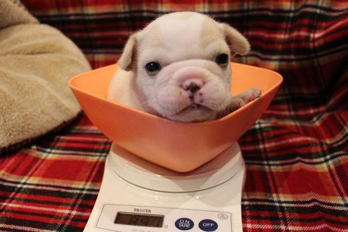 成約済の愛知県のフレンチブルドッグ-64550の16枚目