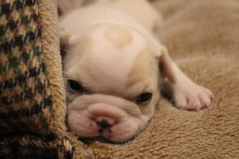 成約済の愛知県のフレンチブルドッグ-64550の15枚目