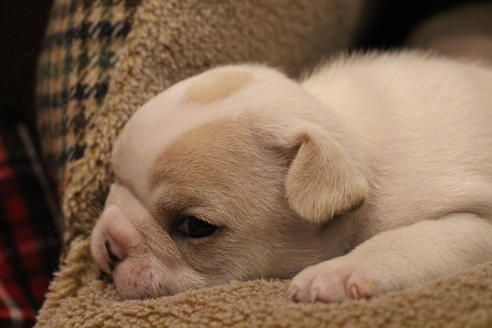 成約済の愛知県のフレンチブルドッグ-64550の14枚目