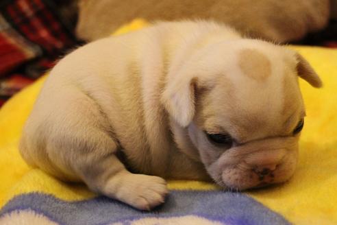 成約済の愛知県のフレンチブルドッグ-64550の13枚目