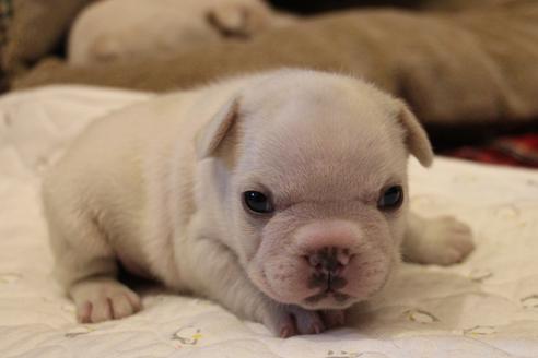 成約済の愛知県のフレンチブルドッグ-64549の15枚目