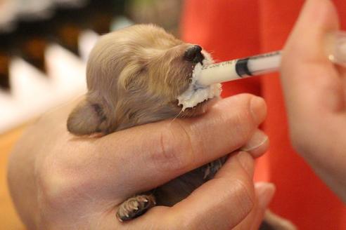 成約済の愛知県のカニンヘンダックスフンド(ロングヘアード)-65265の22枚目