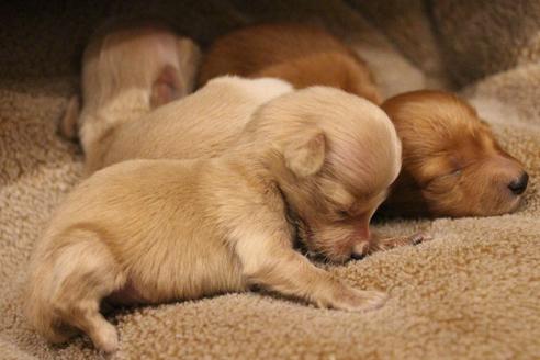 成約済の愛知県のカニンヘンダックスフンド(ロングヘアード)-65265の21枚目
