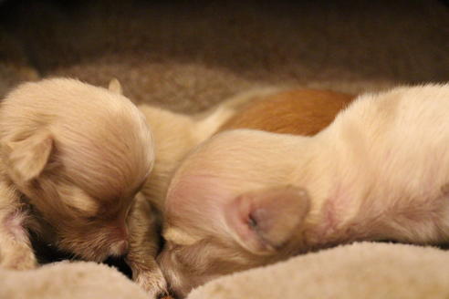 成約済の愛知県のカニンヘンダックスフンド(ロングヘアード)-65265の20枚目