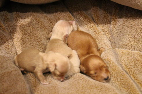 成約済の愛知県のカニンヘンダックスフンド(ロングヘアード)-65265の19枚目