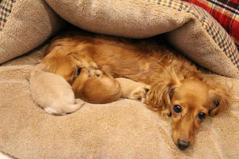 成約済の愛知県のカニンヘンダックスフンド(ロングヘアード)-65265の18枚目