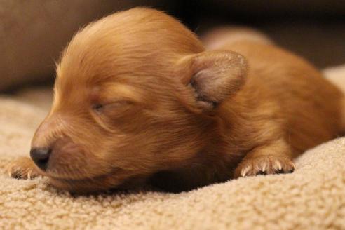 成約済の愛知県のカニンヘンダックスフンド(ロングヘアード)-65263の26枚目