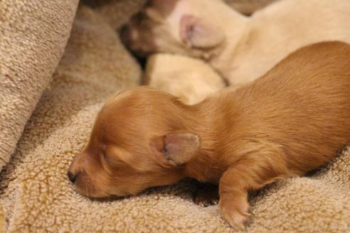 成約済の愛知県のカニンヘンダックスフンド(ロングヘアード)-65263の25枚目