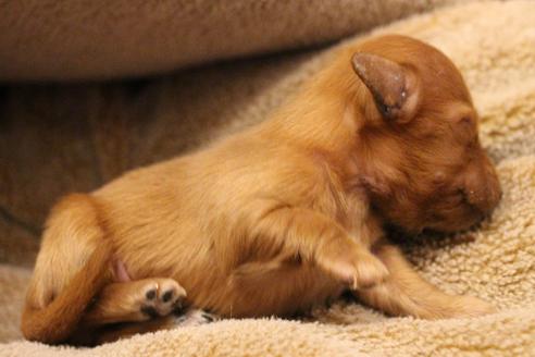 成約済の愛知県のカニンヘンダックスフンド(ロングヘアード)-65263の24枚目