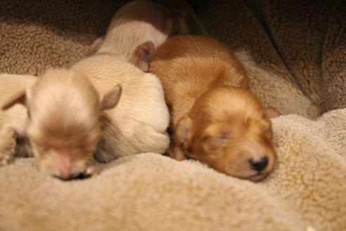 成約済の愛知県のカニンヘンダックスフンド(ロングヘアード)-65263の23枚目