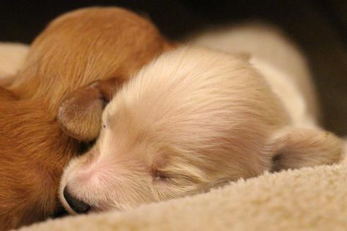 成約済の愛知県のカニンヘンダックスフンド(ロングヘアード)-65262の20枚目