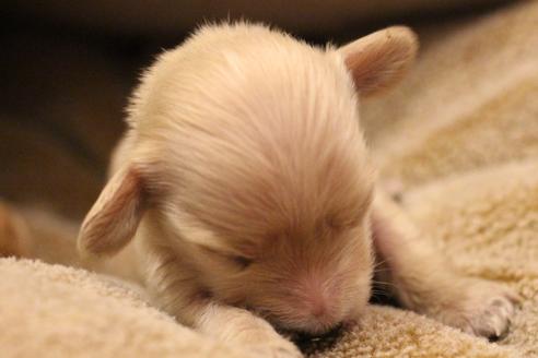 成約済の愛知県のカニンヘンダックスフンド(ロングヘアード)-65262の19枚目