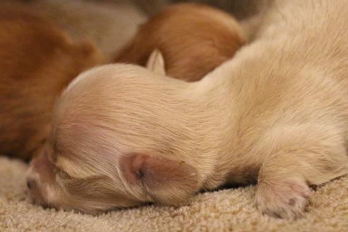 成約済の愛知県のカニンヘンダックスフンド(ロングヘアード)-65262の18枚目