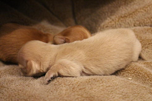 成約済の愛知県のカニンヘンダックスフンド(ロングヘアード)-65262の17枚目