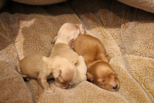 成約済の愛知県のカニンヘンダックスフンド(ロングヘアード)-65262の16枚目