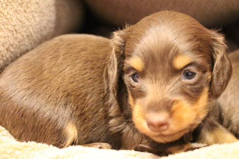 成約済の愛知県のカニンヘンダックスフンド(ロングヘアード)-64890の10枚目